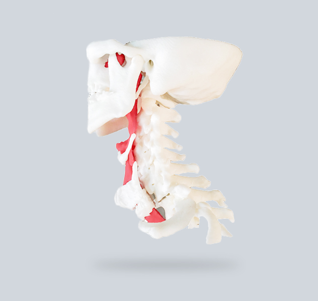 Modèle 3D imprimé de la colonne vertébrale et de la trachée